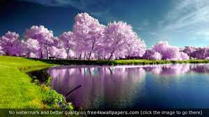 Download and share awesome cool background hd mobile phone wallpapers. Free Download Purple Trees Nature 4k Wallpaper Desktop Wallpapers In 2019 3840x2160 For Your Desktop Mobile Tablet Explore 23 Nature 4k Wallpapers 4k Nature Wallpaper Nature 4k Wallpaper Nature Wallpaper 4k