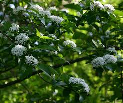 Image result for Holarrhena pubescens