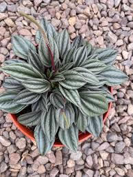 Image result for Peponium sp. A