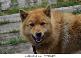 2+ Thousand Puppy Begging For Food Royalty-Free Images, Stock Photos &  Pictures