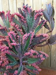 Beautiful Kalanchoe Pink Butterflies 2 Cuttings Only Succulent Plant In 2020 Butterfly Plants Planting Succulents Plants