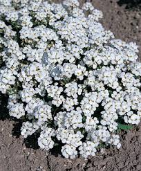 Image result for Arabis