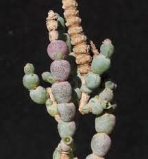 Image result for Salicornia pachystachya