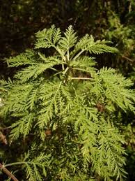 Image result for Aframomum wuerthii