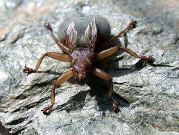 Image result for Hippocratea ritschardii