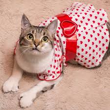 Cat Valentine S Dress Cat Dressed Up Cat Dresses Funny Cats
