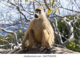 Image result for Glossostelma spathulatum