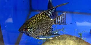 A very highly recommended aquarium fish. Different Types Of Freshwater Angelfish The Aquarium Guide
