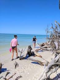 Seashells cover the beaches, tinkling like wind chimes as they tumble. 5 Hot Tips For Finding The Best Shells Treasure Seekers Shell Tours