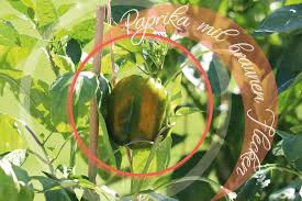 Lange galt das ausgeizen von paprika als ein absolutes muss. Paprika Mit Braunen Flecken Was Tun Wenn Paprika Faulen