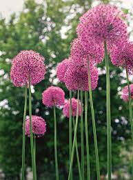 16 Of The Prettiest Allium Varieties To Plant In Your Garden Flower Landscape Cool Plants White Flower Farm