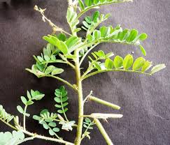 Image result for Indigofera colutea