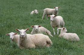 british milksheep http www britishwool org uk