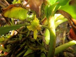 Image result for Ranunculus volkensii