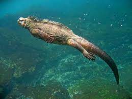 Nnedi Okorafor Phd On Twitter Marine Iguana Iguana Animal Magazines