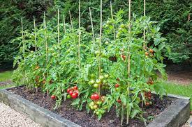 Locate a tomato plant in each corner of the raised bed and one in the middle of the space. Grow Tomatoes In Raised Beds Everything You Need To Know Tomato Bible