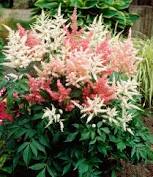 Double blooms on compact plants in spring. 3 99