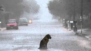 Enjoy our curated selection of 191 sad wallpapers and background images. Lonely Sad Dog In The Rain Hd Wallpaper 1920x1080 Id 53645 Wallpapervortex Com