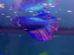 Condition betta splendens wild type uthai thani thailand. Bettas Seven Pines Bettas