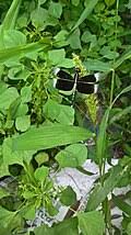 Image result for Setaria pseudaristata