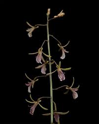 Image result for Eulophia leachii