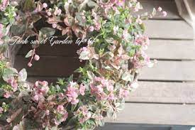 強靭 ヒメツルソバ 斑入りポリゴナム セレブピンク junk sweet garden tef tef ポリゴナム 寄せ植え ヒメツルソバ