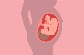 Perkembangan bayi di dalam kandungan sangat penting diketahui oleh ibu dan dokter. Perkembangan Janin Usia 37 Minggu