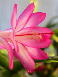 Some are good, some are bland and slimy. Is Christmas Cactus Poisonous
