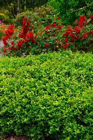 Green Beauty Boxwood Monrovia Green Beauty Boxwood Japanese Boxwood Monrovia Plants Green Beauty