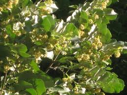 Maybe you would like to learn more about one of these? The Fragrant Linden Tree Tilia Kevin Lee Jacobs