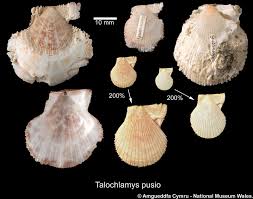 Image result for Cleistochlamys