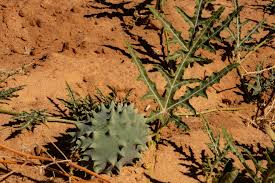 Image result for Acanthosicyos naudinianus