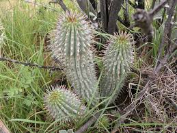 Image result for Hoodia currorii