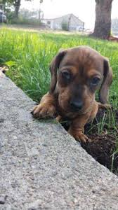 All raised inside with parents on site. Dachshund Puppies Pets And Animals For Sale Washington