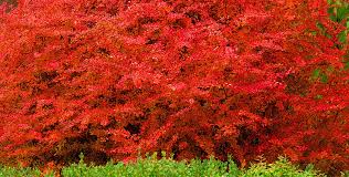 Our hedging plants are a natural cover. Evergreen Barberry Hedging