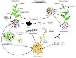 • disease severity and yield losses are higher with crop monoculture. Mechanism Of Actions Implemented By Biocontrol Agents For Management Of Download Scientific Diagram
