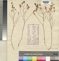 Image result for Eriospermum abyssinicum