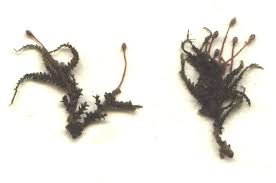 Image result for Tristicha trifaria