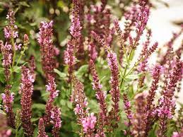 Queen Mix Salvia Salvia Tall Plants Pollination