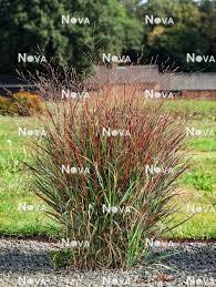Image result for Panicum schinzii
