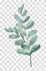 watercolor painting leaf illustration watercolor leaves green leafed plant transparent backg leaf illustration floral watercolor background watercolor leaves