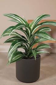 Image result for Dracaena fragrans