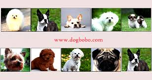 Dog Breeds Small List That Dont Shed Dog Breeds In