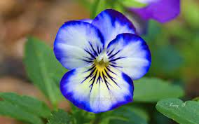 Http Www Thingography Com Photos Joaniesgardenii Pansy Blue Flower Jpg Pansies Flowers Pansies Winter Pansies