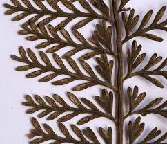 Image result for Asplenium rutifolium