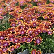 Image result for Delosperma spp.