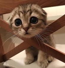I Told You To Stop Putting Your Head Between The Chair Https Ift Tt 2mjkv3a Cute Puppies Cats Animals Cute Cats And Kittens Cute Animals Cute Baby Animals