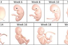 Berat janin berusia 13 minggu umumnya baru mencapai 23 gram dengan panjang antara 6,5 cm hingga 6,8 cm. Bayi 5 Bulan Dalam Kandungan Sebesar Apa Tempat Berbagi Gambar