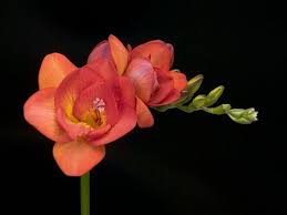 Colour Red Flower Double Growth Rate Slow Scent Strong Click On The Photo To Enlarge Pretty Flowers Amazing Flowers Flowers
