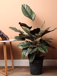 Image result for Calathea